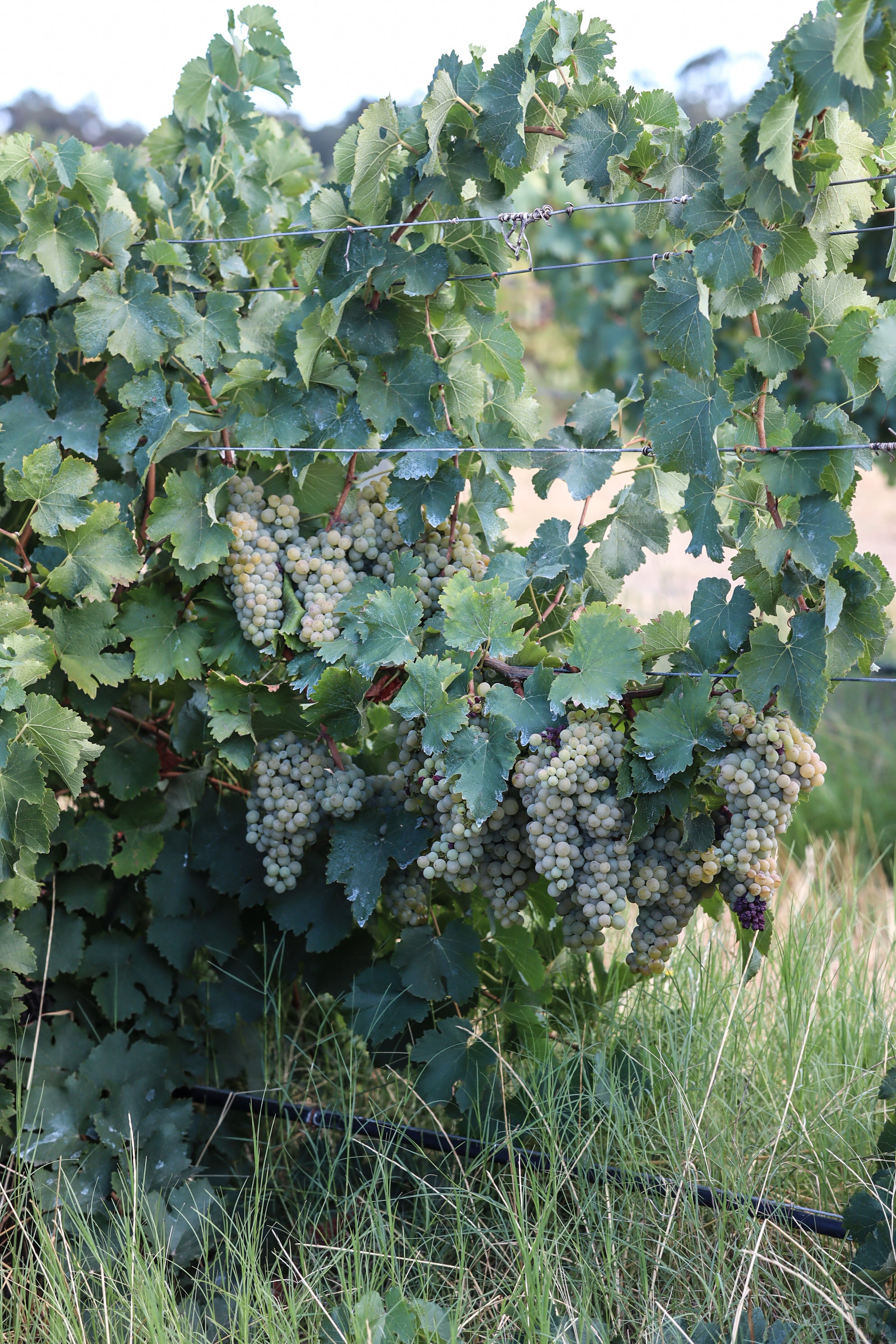 Vintage season in the Swan Valley